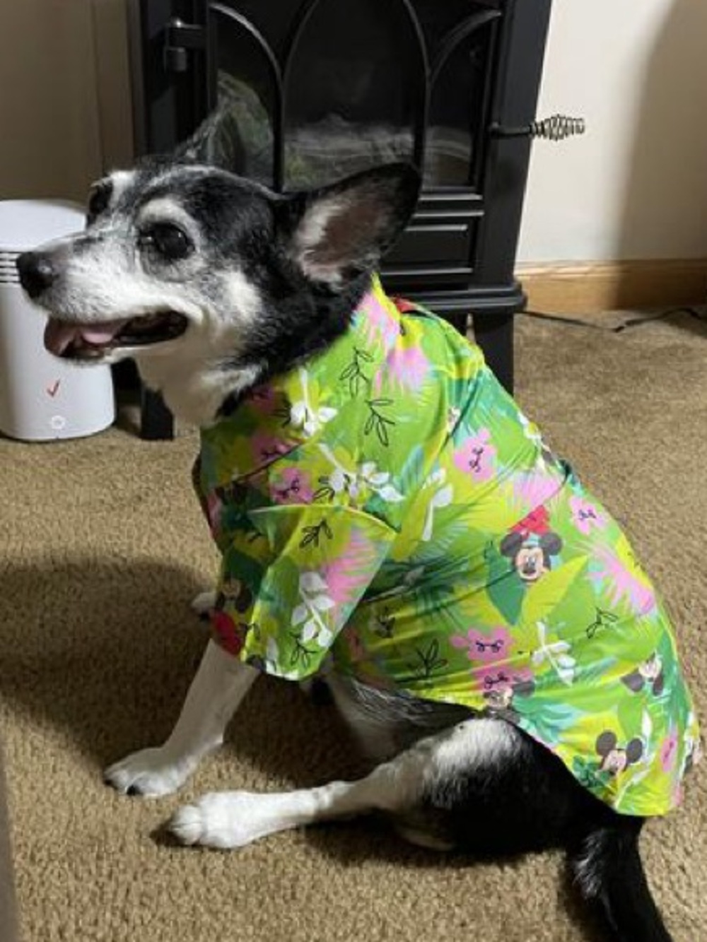 🆕 DISNEY Mickey Mouse Hawaiian Shirt For Dogs SIZE MEDIUM (10-22pounds) - Picture 7 of 9